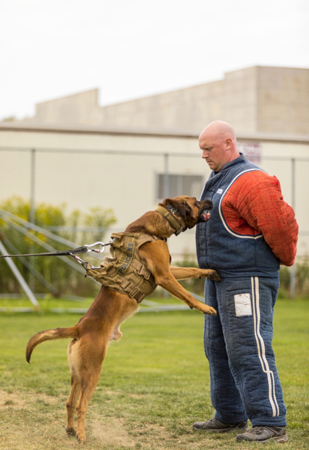 Hyce launching upward during protection work in an open field