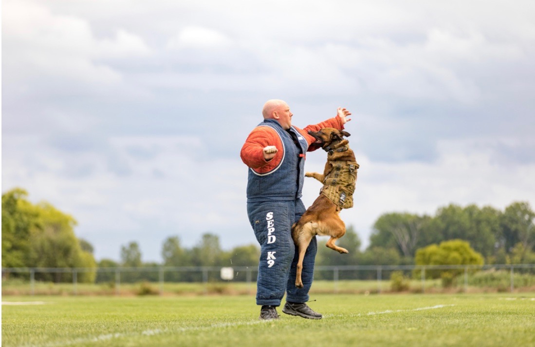 Hyce driving into a decoy in a padded suit during controlled training