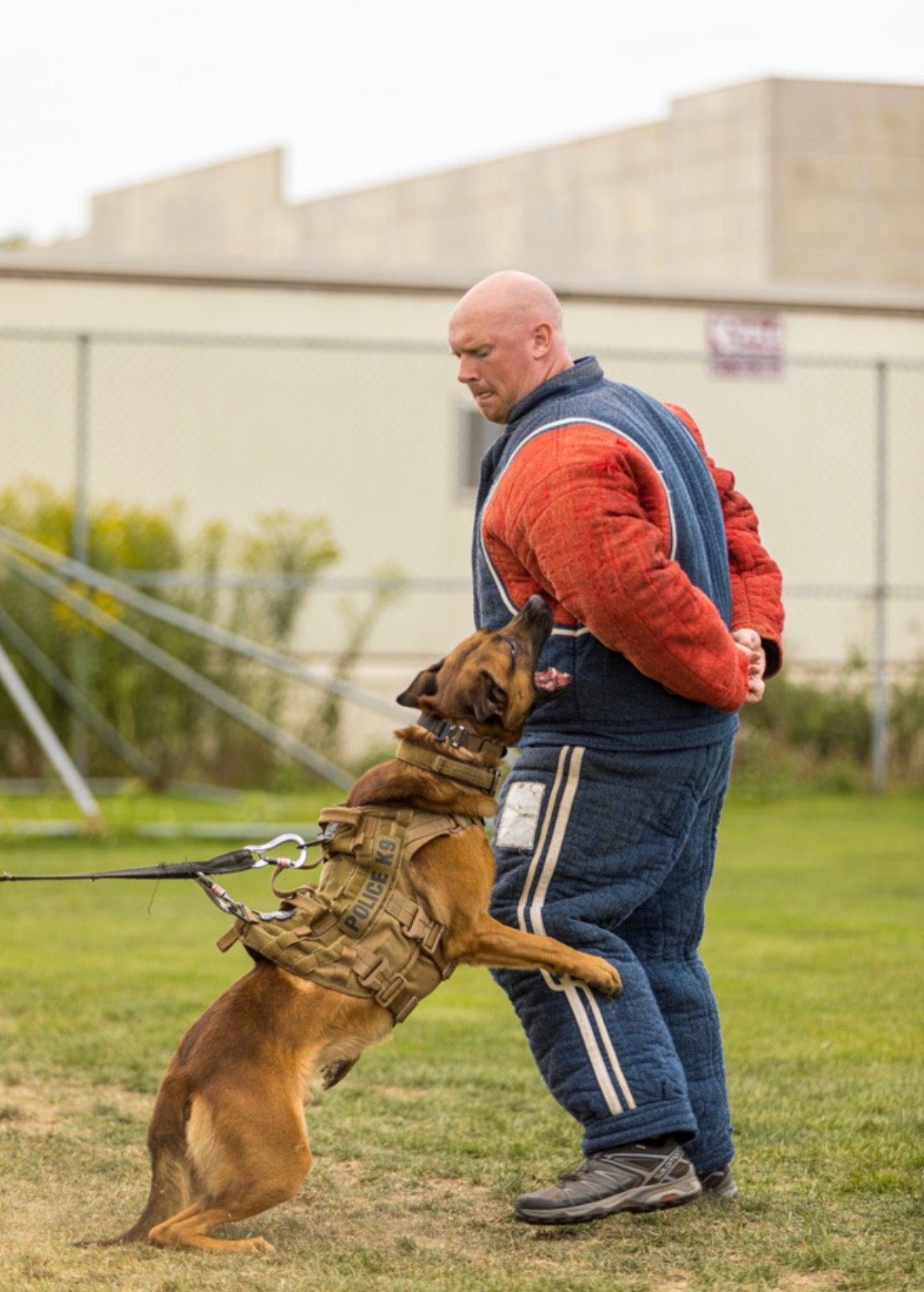 Hyce pressing a decoy from the side during bite-work training